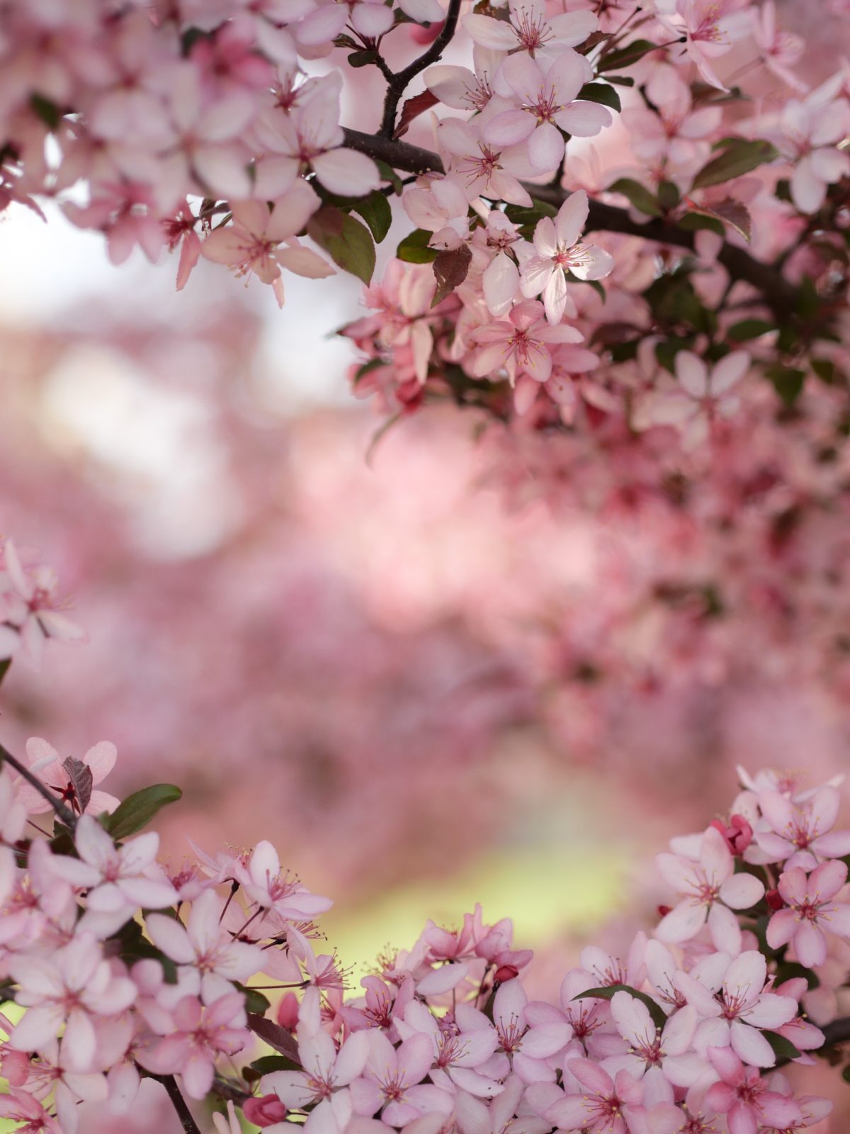 Photo by Aaron Burden さんのお花の作品です