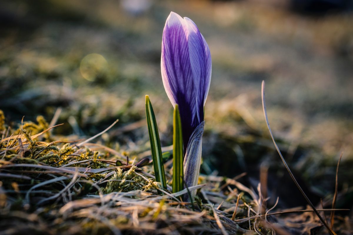 Photo by Kristine Cinateさんのお花の作品です