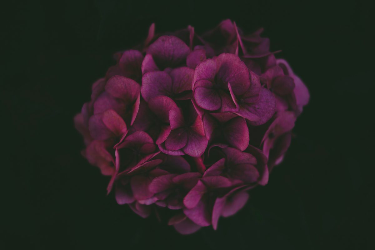 Photo by Markus Spiske on Unsplash flower