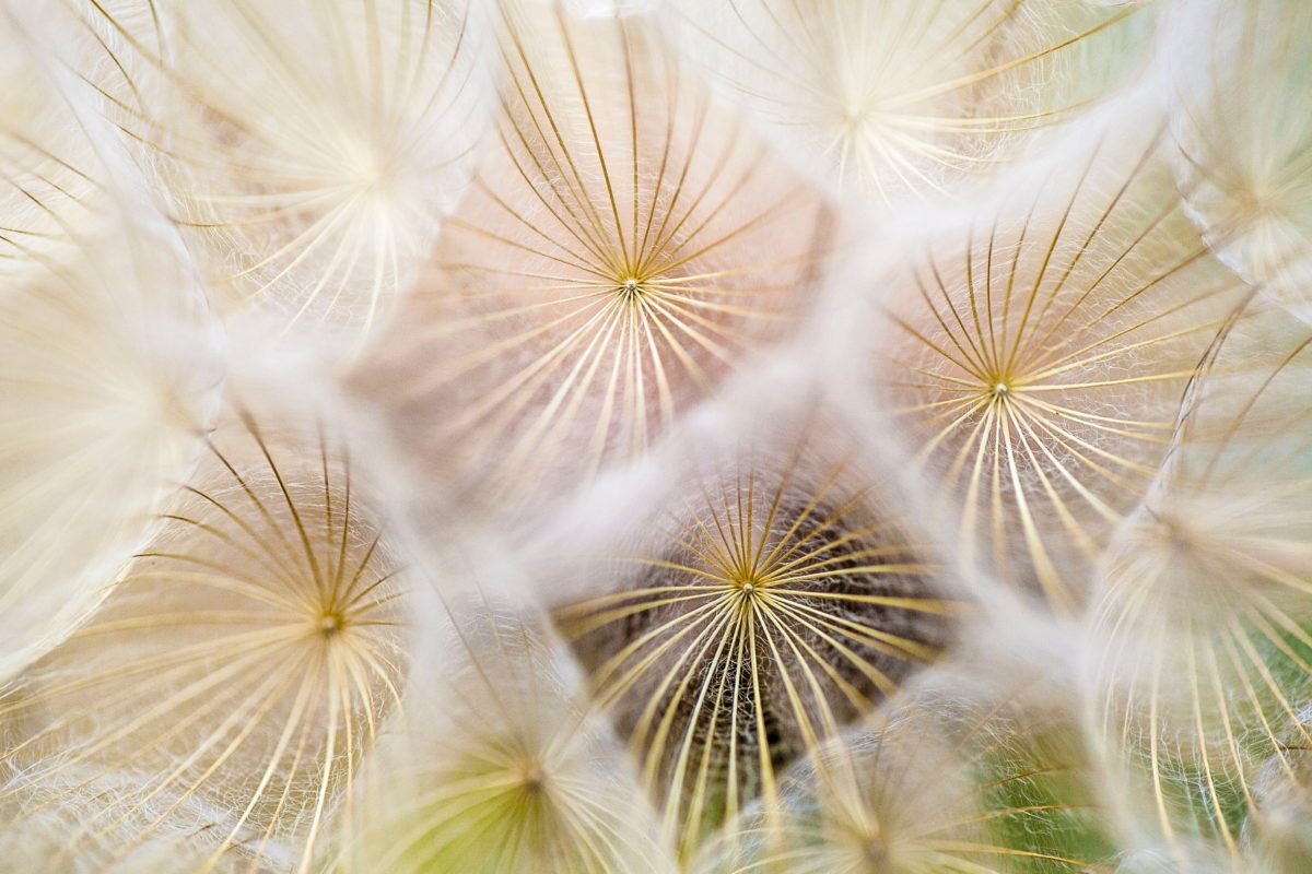 Photo by Paul Talbotさんのお花の作品です